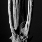 Locust Series: One