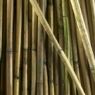 Bamboo One