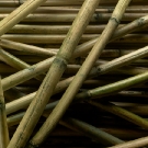 Bamboo Two