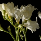 Freesia