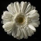 Gerbera Blanco