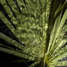 Palm Frond