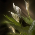 Peace Lily Two