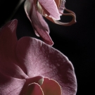 Purple Phalaenopsis Detail