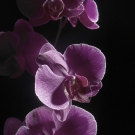 Purple Phalaenopsis