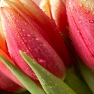 Red Tulips Detail