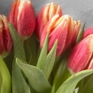 Red Tulips