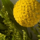 Craspedia Detail