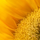 Sunflower Detail