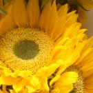 Sunflower Two