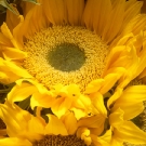 Sunflower One