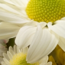 White Daisy Three