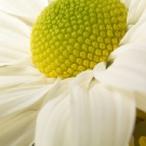 White Daisy Two