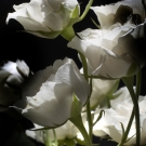 White Roses