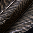 Feathers Three