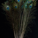 Peacock Feathers Four