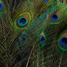 Peacock Feathers Three