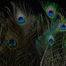 Peacock Feathers Two