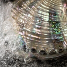 Abalone